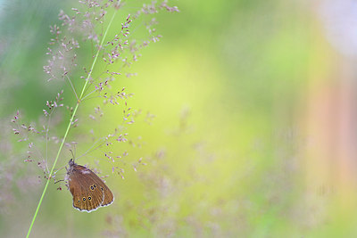 BUITEN BEELD Foto: 221138