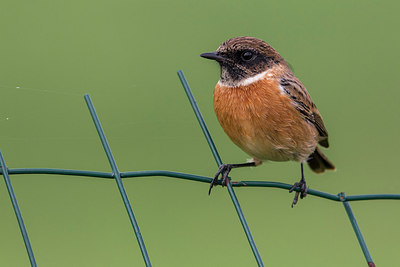 BUITEN BEELD Foto: 221143