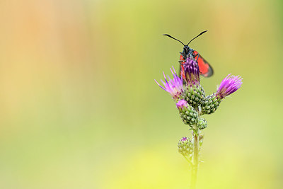 BUITEN BEELD Foto: 221144