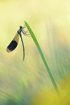 BUITEN BEELD Foto: 221152