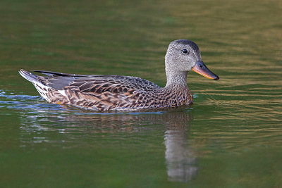 BUITEN BEELD Foto: 221155