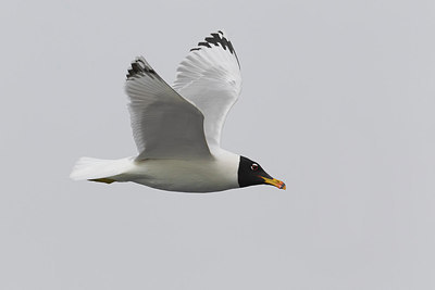 BUITEN BEELD Foto: 221163