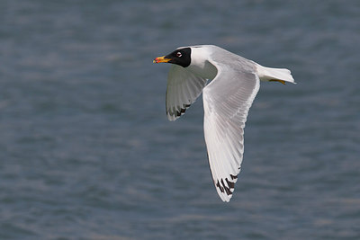 BUITEN BEELD Foto: 221169