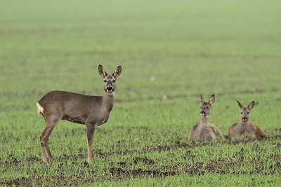 BUITEN BEELD Foto: 221224