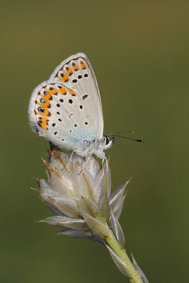 BUITEN BEELD Foto: 221227