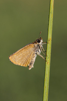 BUITEN BEELD Foto: 221228