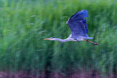 BUITEN BEELD Foto: 221250