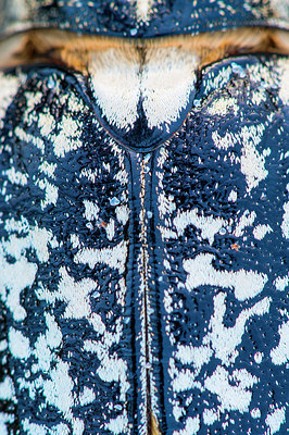 BUITEN BEELD Foto: 221261