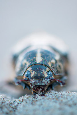 BUITEN BEELD Foto: 221272