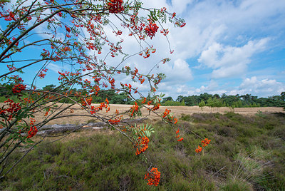 BUITEN BEELD Foto: 221276
