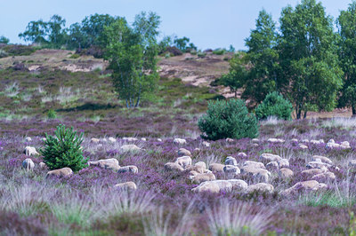 BUITEN BEELD Foto: 221280