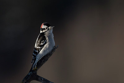 BUITEN BEELD Foto: 221293