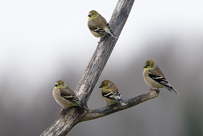 BUITEN BEELD Foto: 221299