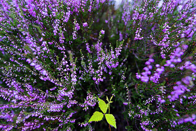 BUITEN BEELD Foto: 221310