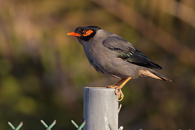 BUITEN BEELD Foto: 221321