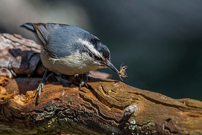 BUITEN BEELD Foto: 221474