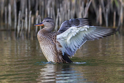 BUITEN BEELD Foto: 221497