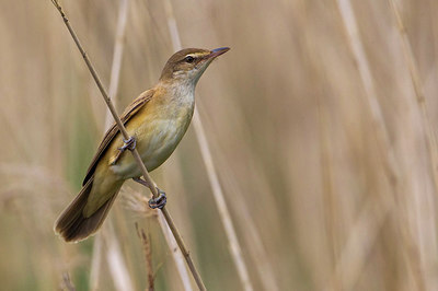 BUITEN BEELD Foto: 221534