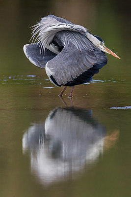 BUITEN BEELD Foto: 221600