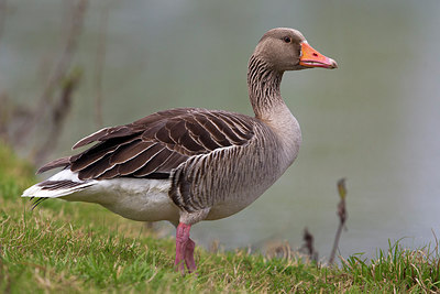 BUITEN BEELD Foto: 221612