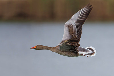 BUITEN BEELD Foto: 221616
