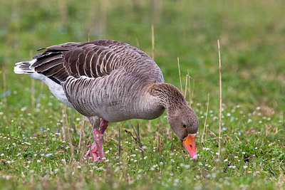 BUITEN BEELD Foto: 221620