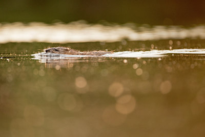 BUITEN BEELD Foto: 221628