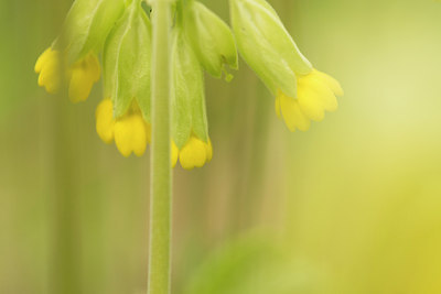 BUITEN BEELD Foto: 221632