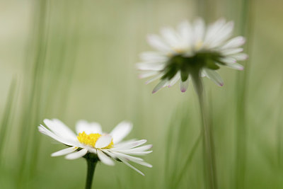 BUITEN BEELD Foto: 221633