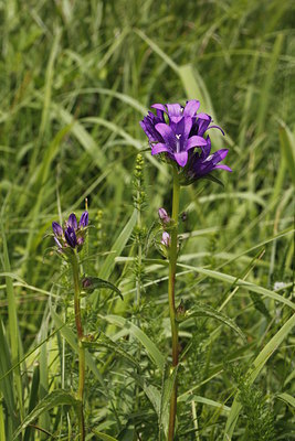 BUITEN BEELD Foto: 221667