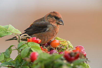 BUITEN BEELD Foto: 221673