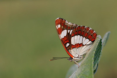 BUITEN BEELD Foto: 221674