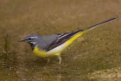 BUITEN BEELD Foto: 221721