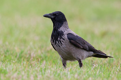 BUITEN BEELD Foto: 221764