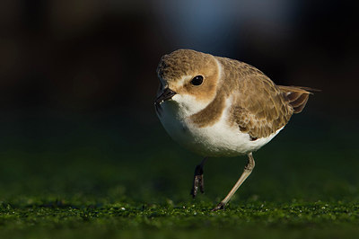 BUITEN BEELD Foto: 221785