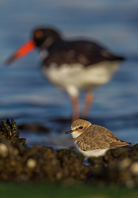 BUITEN BEELD Foto: 221790