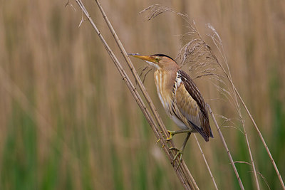 BUITEN BEELD Foto: 221852