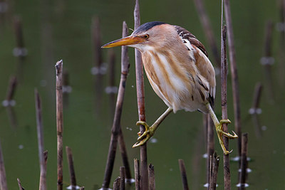 BUITEN BEELD Foto: 221881