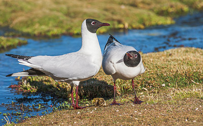 BUITEN BEELD Foto: 221894