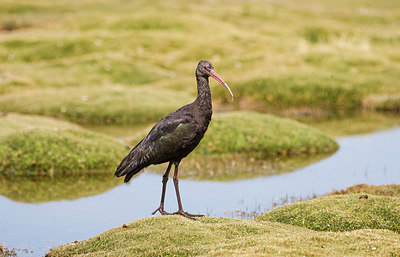 BUITEN BEELD Foto: 221896