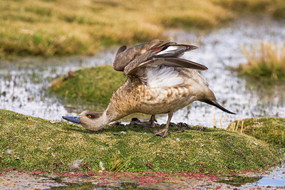 BUITEN BEELD Foto: 221898