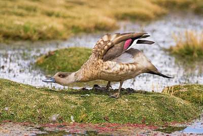 BUITEN BEELD Foto: 221899