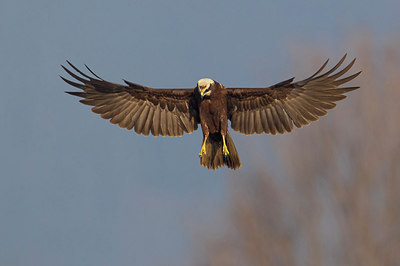 BUITEN BEELD Foto: 222022