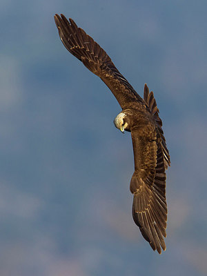 BUITEN BEELD Foto: 222024