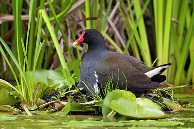 BUITEN BEELD Foto: 222089