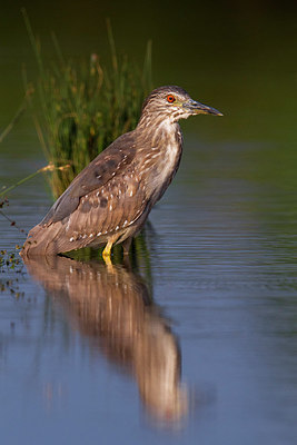 BUITEN BEELD Foto: 222102