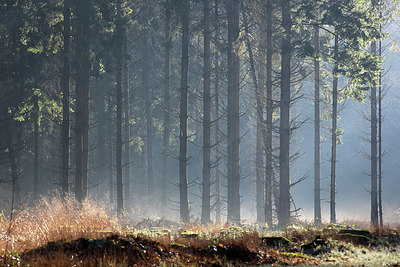 BUITEN BEELD Foto: 222176
