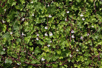BUITEN BEELD Foto: 222221