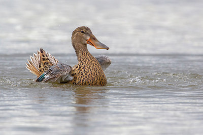 BUITEN BEELD Foto: 222227