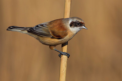 BUITEN BEELD Foto: 222278